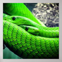 Groene slangen