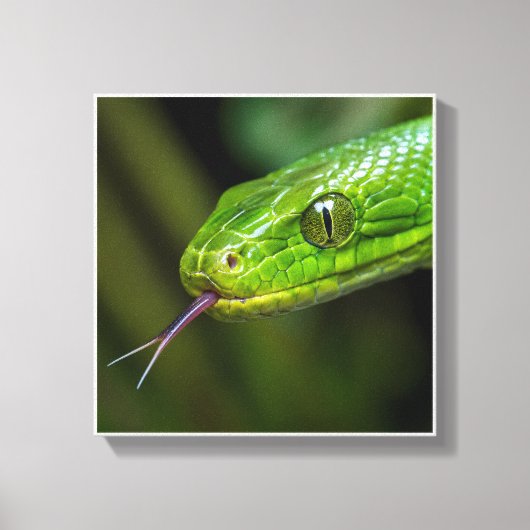 Groene Slangenkop Canvas Afdruk (Voorkant)