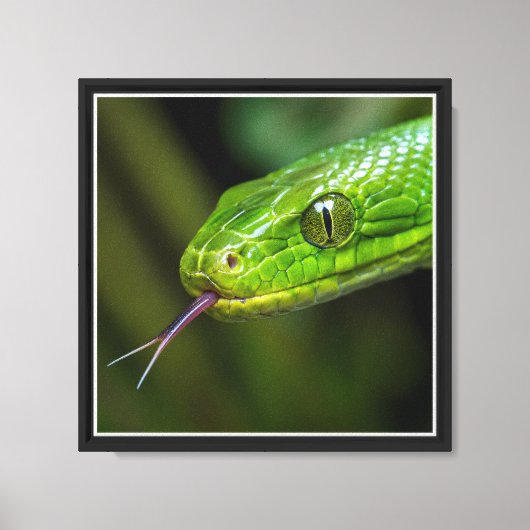 Groene Slangenkop Canvas Afdruk (Voorkant)