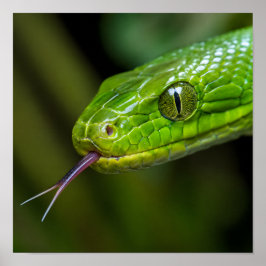Groene Slangenkop Poster