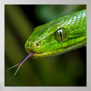 Groene Slangenkop Poster