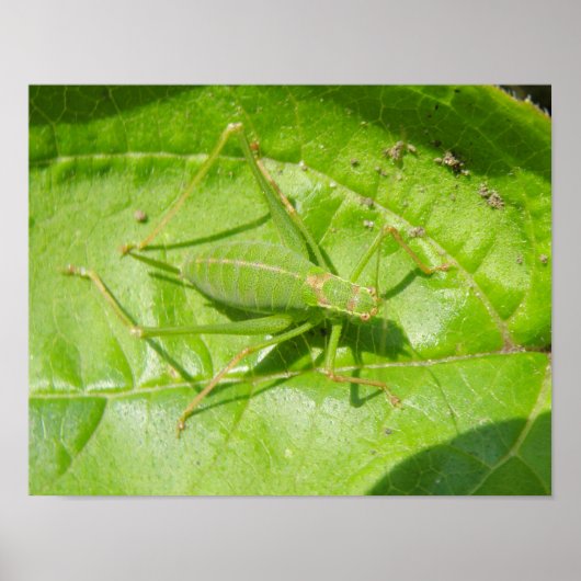 Groene sprinkhaan camouflageprint poster (Voorkant)