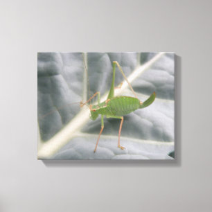 Groene sprinkhaan Macro Canvasprint Canvas Afdruk