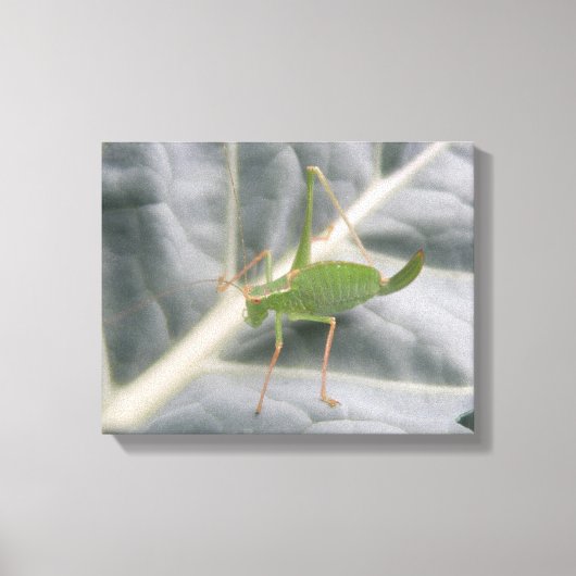 Groene sprinkhaan Macro Canvasprint Canvas Afdruk (Voorkant)