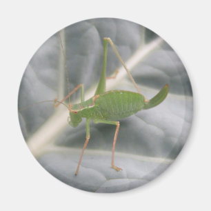 Groene sprinkhaan-macro-magneet magneet