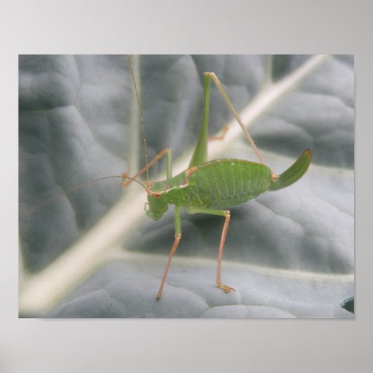 Groene sprinkhaan macroprint poster (Voorkant)