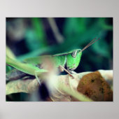 Groene sprinkhaan op Leaf Insect Poster (Voorkant)