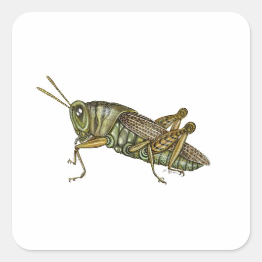 Groene sprinkhaan vierkante sticker (Voorkant)