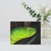 Groene Stejneger's pit viperslang Briefkaart (Staand voorkant)