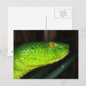 Groene Stejneger's pit viperslang Briefkaart (Voorkant / Achterkant)