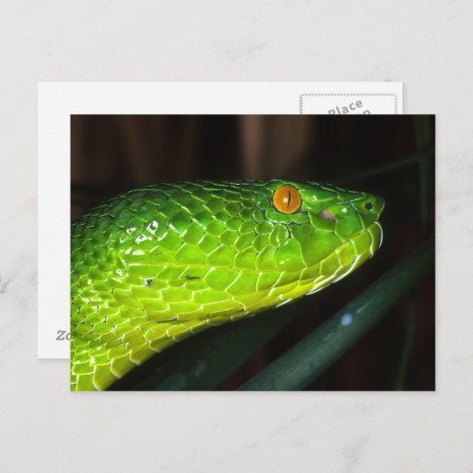 Groene Stejneger's pit viperslang Briefkaart (Voorkant / Achterkant)
