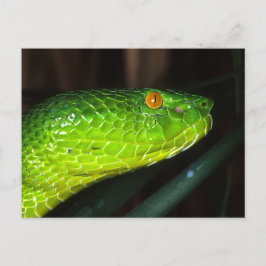 Groene Stejneger's pit viperslang Briefkaart