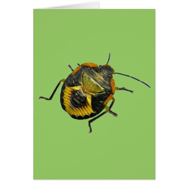 Groene Stink Bug Nymph Coördinerende Punten (Voorkant)