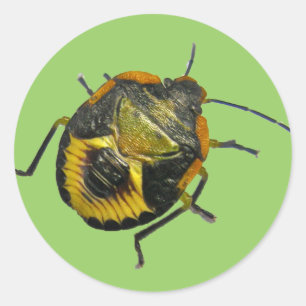 Groene Stink Bug Nymph Coördinerende Punten Ronde Sticker