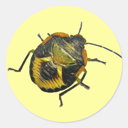 Groene Stink Bug Nymph Coördinerende Punten Ronde Sticker (Voorkant)