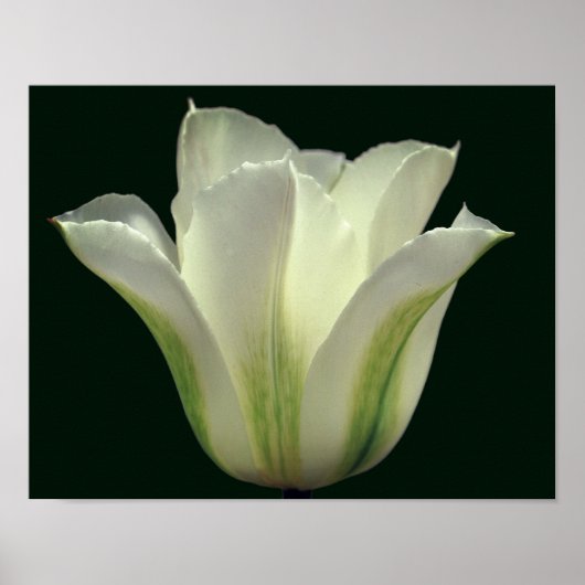 Groene stripper gaat dicht poster (Voorkant)