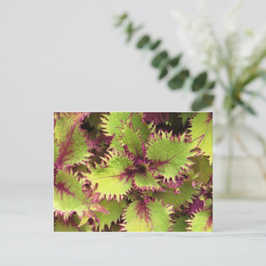 Groene struik briefkaart (Staand voorkant)