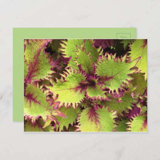 Groene struik briefkaart (Voorkant / Achterkant)