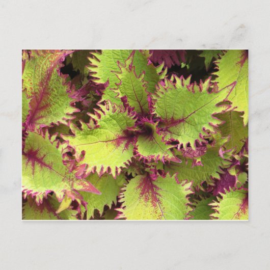 Groene struik briefkaart (Voorkant)