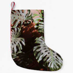 GROENE STRUIK PLANT KLEINE KERSTSOK