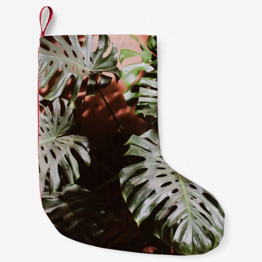 GROENE STRUIK PLANT KLEINE KERSTSOK (Voorkant)