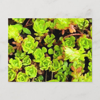 Groene Succulente Bloemen Briefkaart