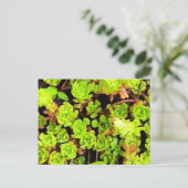 Groene Succulente Bloemen Briefkaart (Staand voorkant)