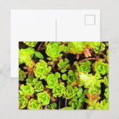 Groene Succulente Bloemen Briefkaart (Voorkant / Achterkant)