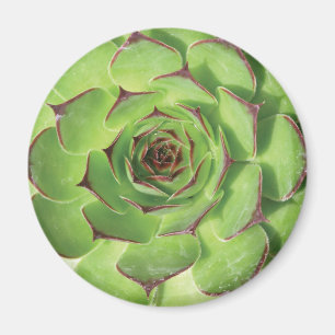 Groene Succulente Cactus Spring Flower Magneet