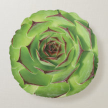 Groene Succulente Cactus Spring Flower