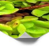 Groene Succulente Flowers Poster (Hoek)
