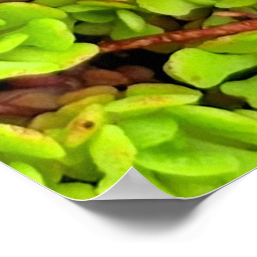 Groene Succulente Flowers Poster (Hoek)