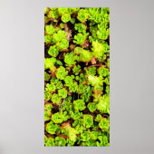 Groene Succulente Flowers Poster (Voorkant)