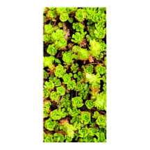 Groene Succulente Flowers