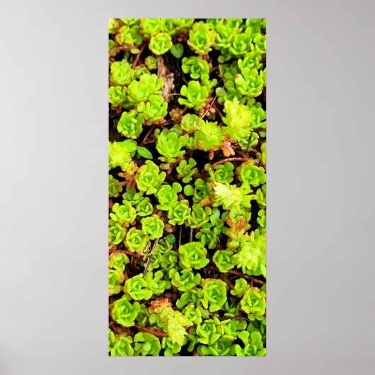 Groene Succulente Flowers Poster (Voorkant)