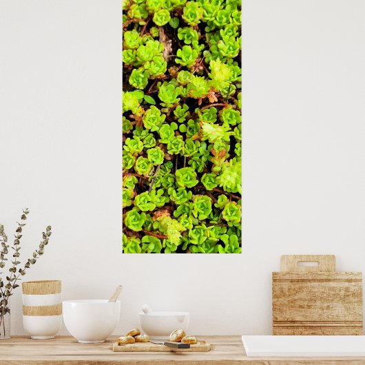 Groene Succulente Flowers Poster (Keuken)
