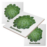 Groene Succulente Fotografische Natuurlijke Botani Tegeltje<br><div class="desc">Botanische tegels,  ontworpen door Natuur!,  met een close-up fotografische groene Echeveria sappige plant. Natuurlijk mooie tegels voor gebruik als backslash,  accent tegels,  kunst en ambachten en kamerplanten of tuinieren. De tekst kan worden aangepast of worden verwijderd. Dit afbeelding is originele botanische fotografie van JLW_PHOTOGRAPHY.</div>