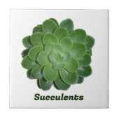 Groene Succulente Fotografische Natuurlijke Botani Tegeltje (Voorkant)