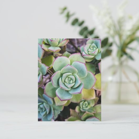 Groene succulturen met rode contouren briefkaart (Staand voorkant)