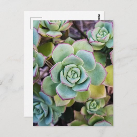 Groene succulturen met rode contouren briefkaart (Voorkant / Achterkant)