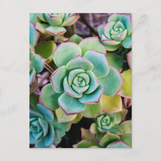 Groene succulturen met rode contouren briefkaart