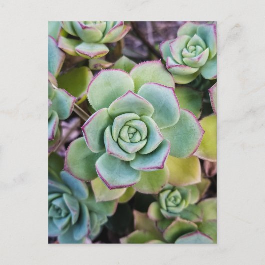 Groene succulturen met rode contouren briefkaart (Voorkant)