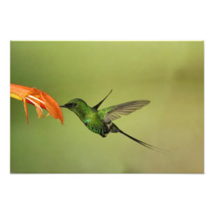 Groene Thorntail-kolibrie, Cordillera Foto Afdruk