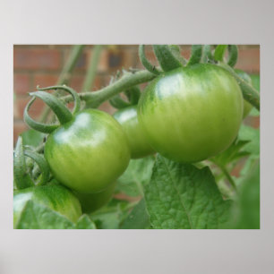 Groene tomaten afdrukken poster