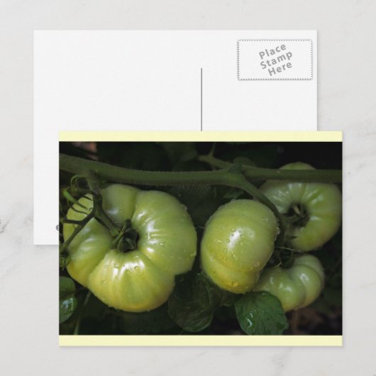 Groene tomaten briefkaart (Voorkant / Achterkant)