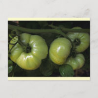 Groene tomaten