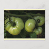 Groene tomaten briefkaart (Voorkant)