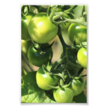 Groene tomaten