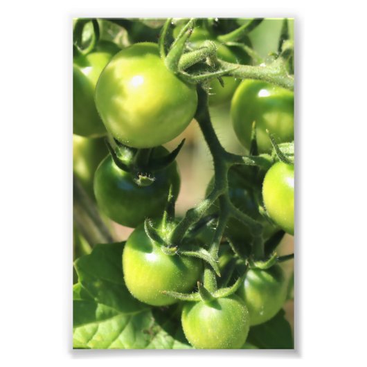 Groene tomaten foto afdruk (Voorkant)