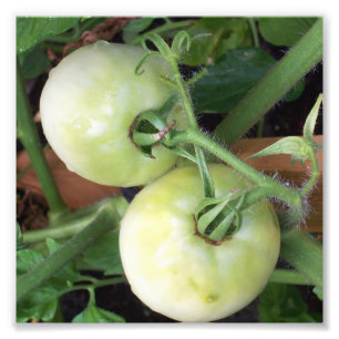 Groene tomaten foto afdruk
